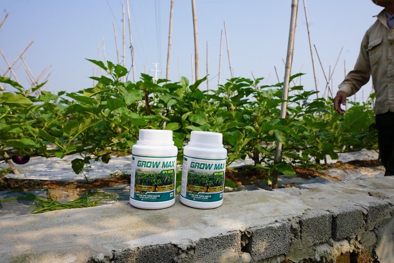 Khách hàng sử dụng GROW MAX NPK 8000 trên vườn cà tím
