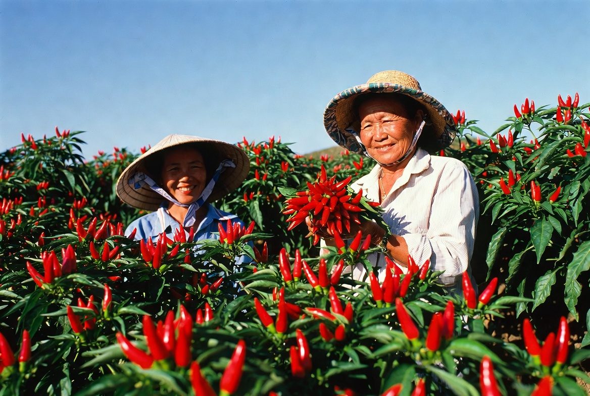 Bà con nông dân thu hoạch ớt sau khi bón NPK 8000 AGRIAMIN