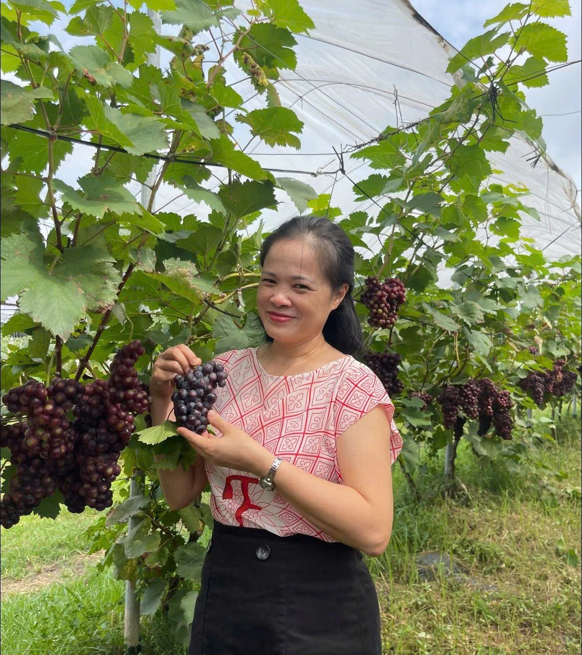 Vườn nho tươi tốt nhờ chăm sóc bằng NPK 8000 AGRIAMIN
