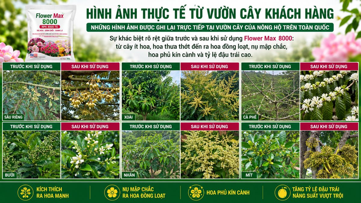 Kết quả thực tế sau khi dùng FLOWER MAX 8000