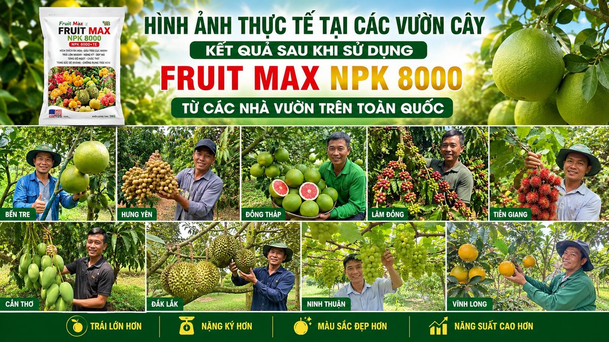 Hình ảnh thực tế tại các vườn cây dùng FRUIT MAX NPK 8000