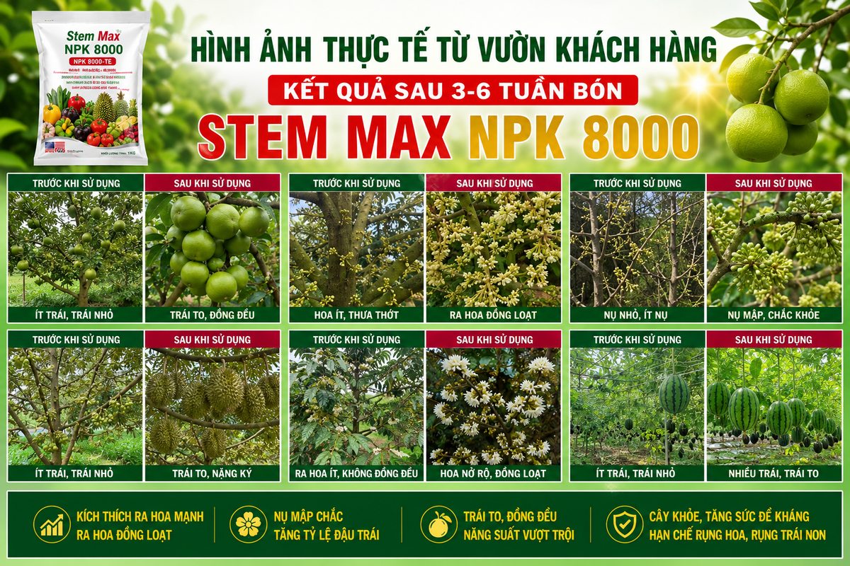 Kết quả thực tế sau 3-6 tuần bón STEM MAX NPK 8000